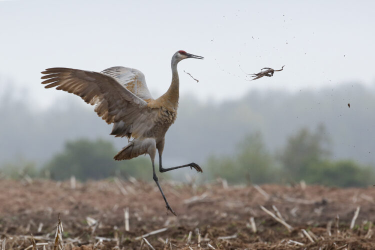 Committee studying how to  manage Wisconsin sandhill cranes